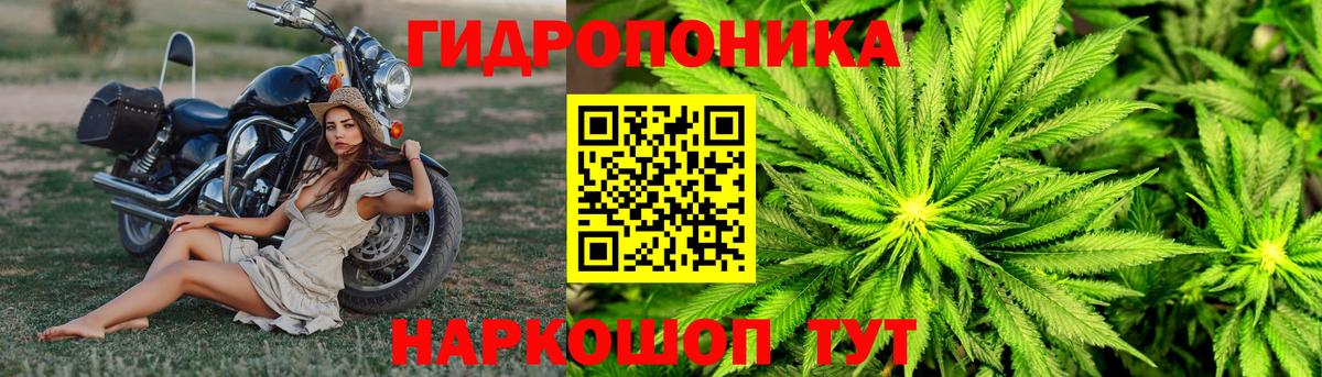 Конопля MAZAR Качканар